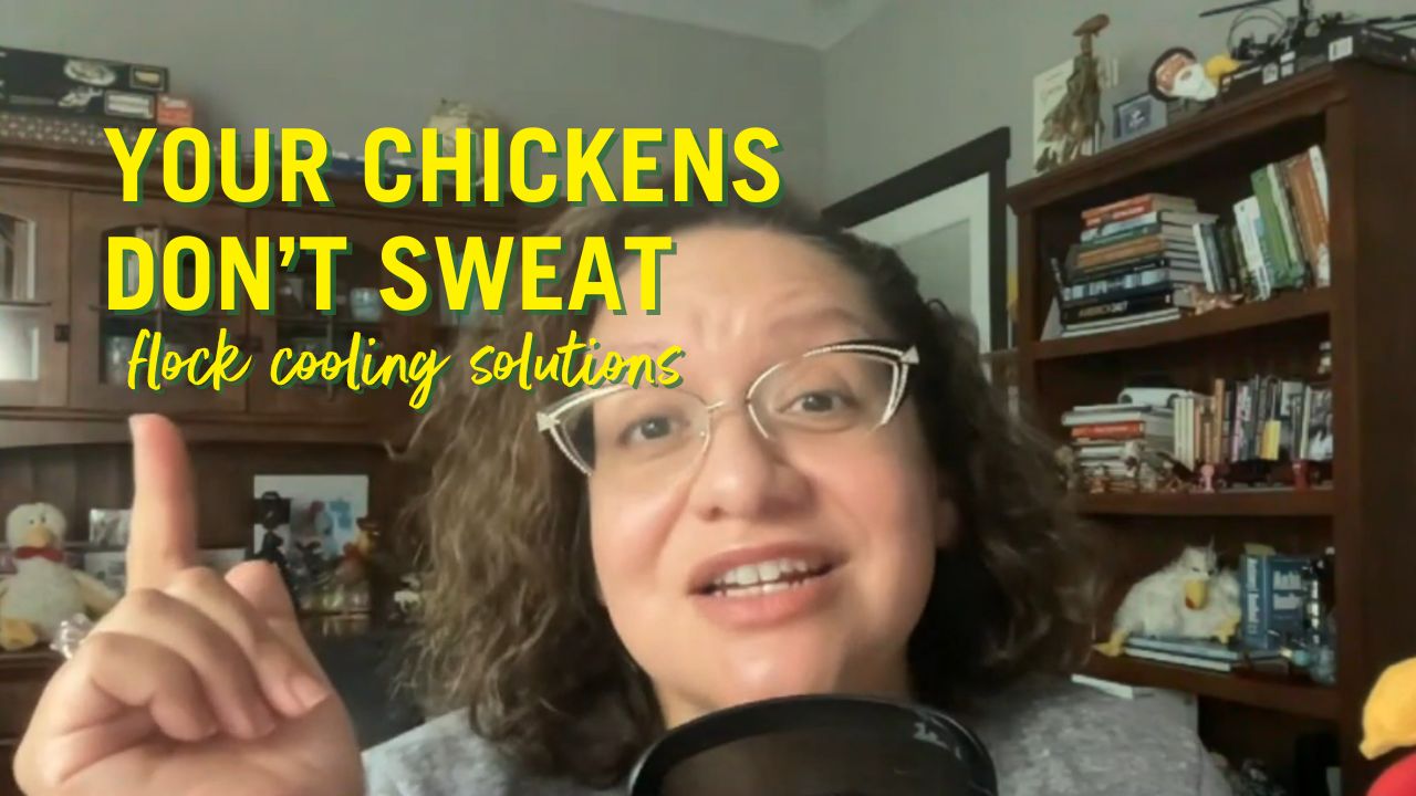 Is it Too Hot for Your Chickens? Videos Mother Earth News